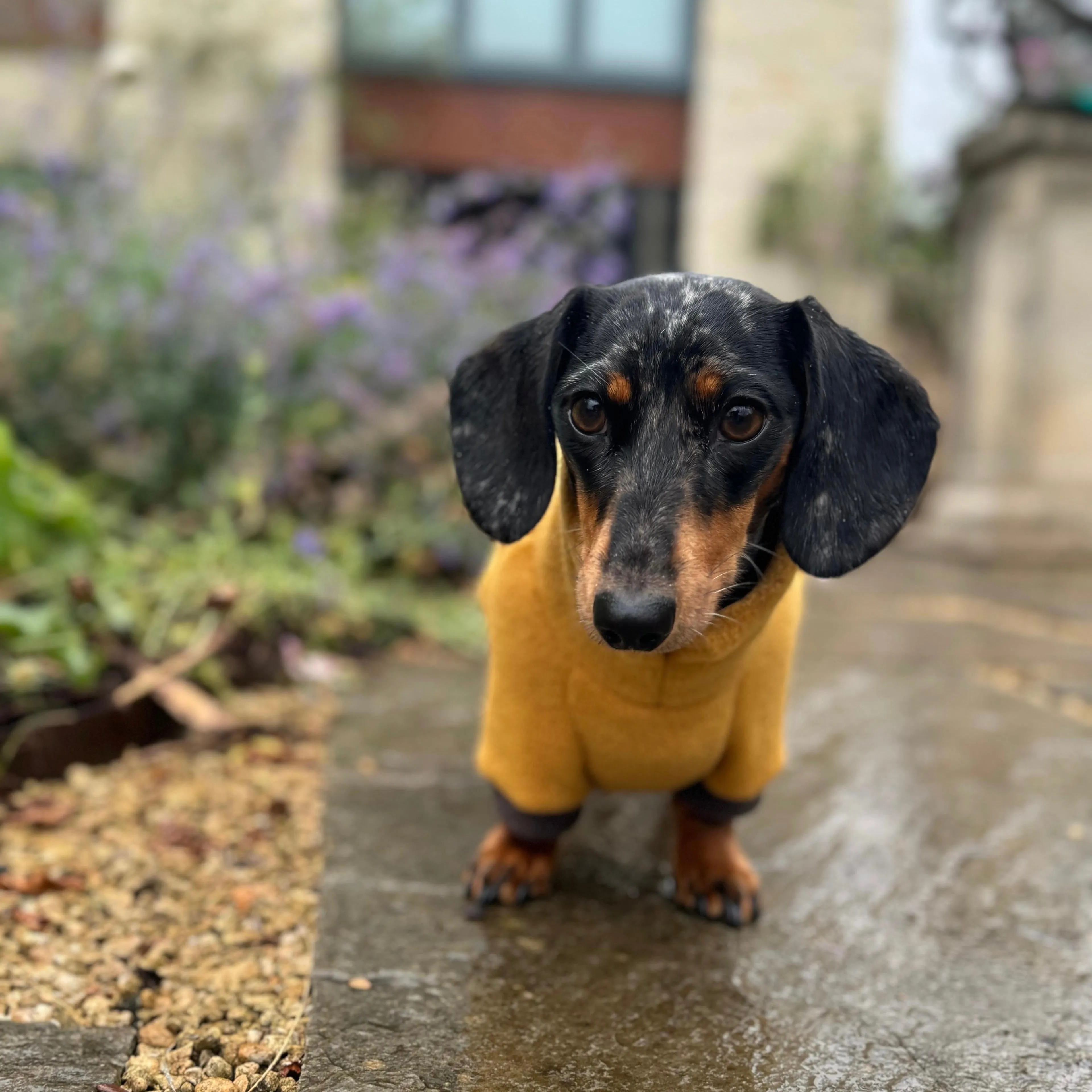 Dachshund Fleece Winter Suits with 4 Legs