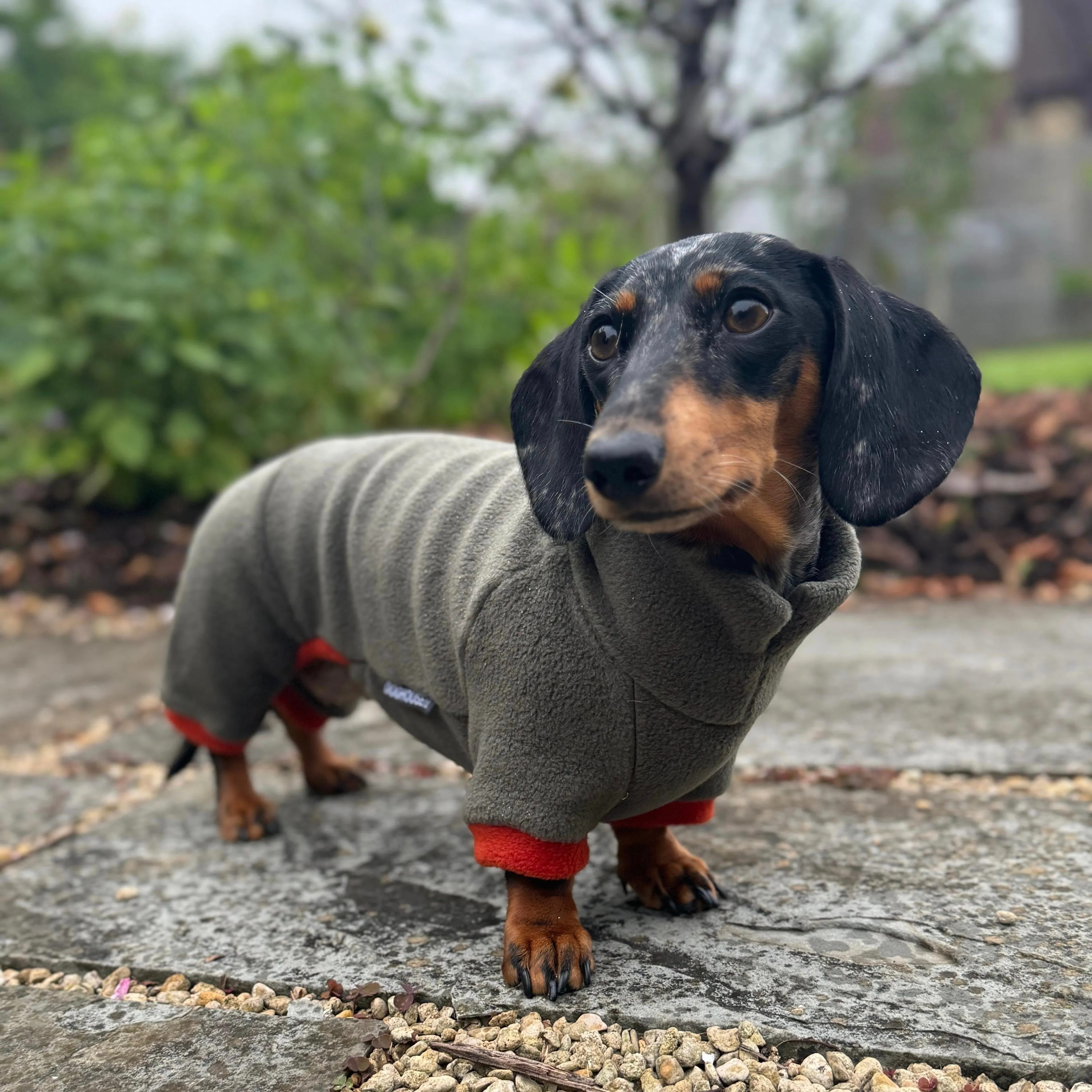 Dachshund Fleece Winter Suits with 4 Legs