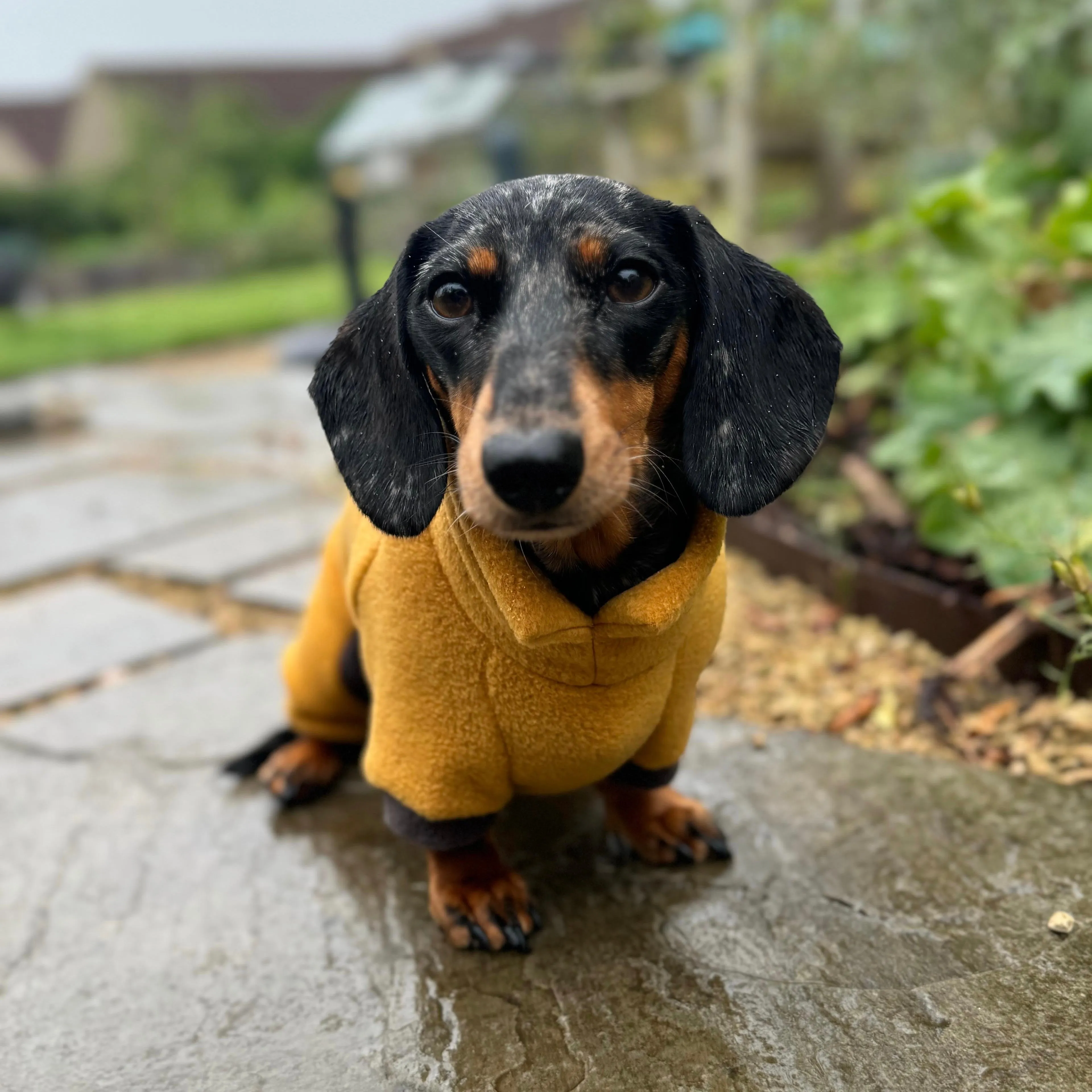 Dachshund Fleece Winter Suits with 4 Legs