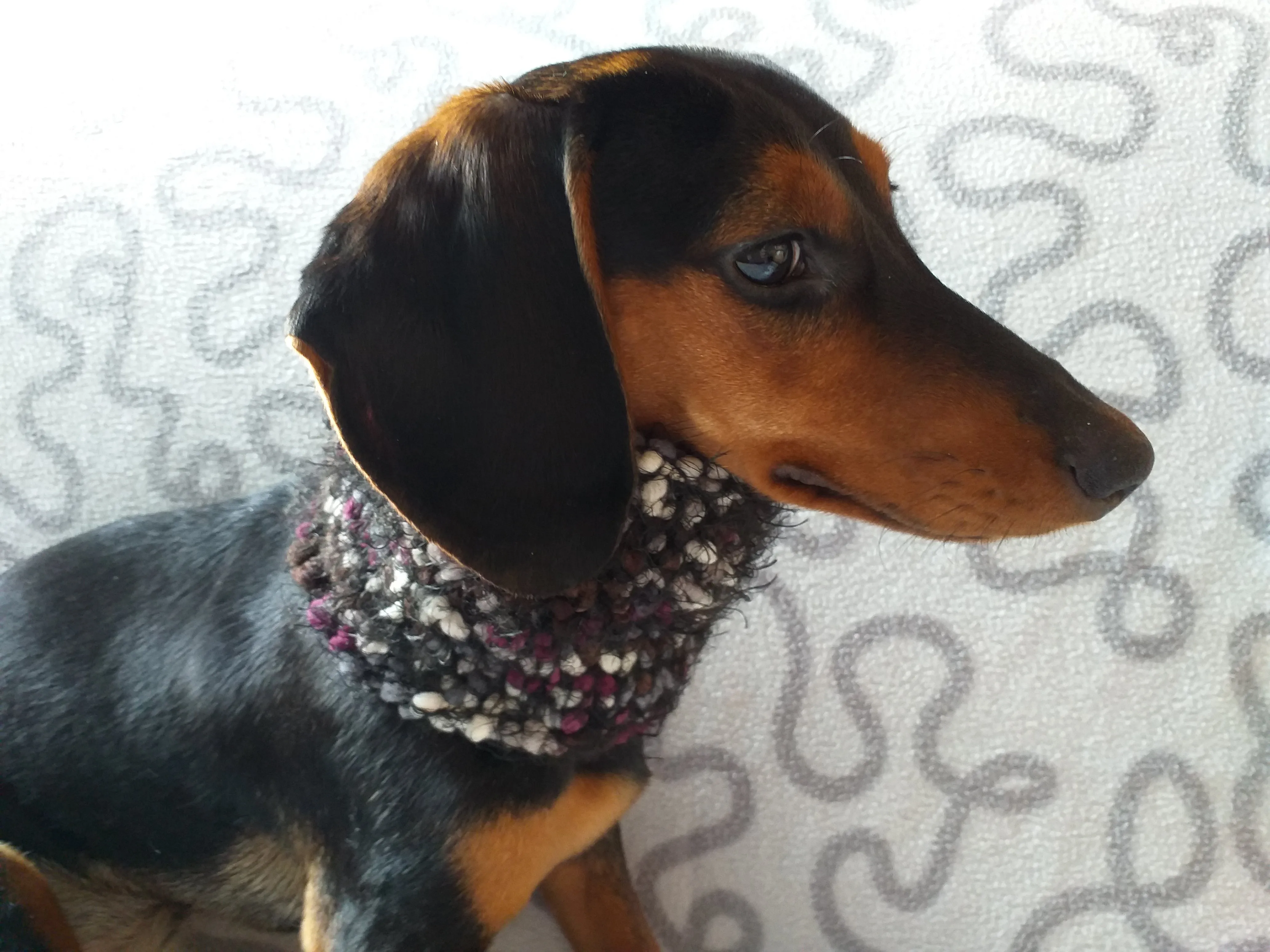 Pompom scarf snood for dachshund, scarf snood for small dogs, snood for dachshund, scarf for dachshund