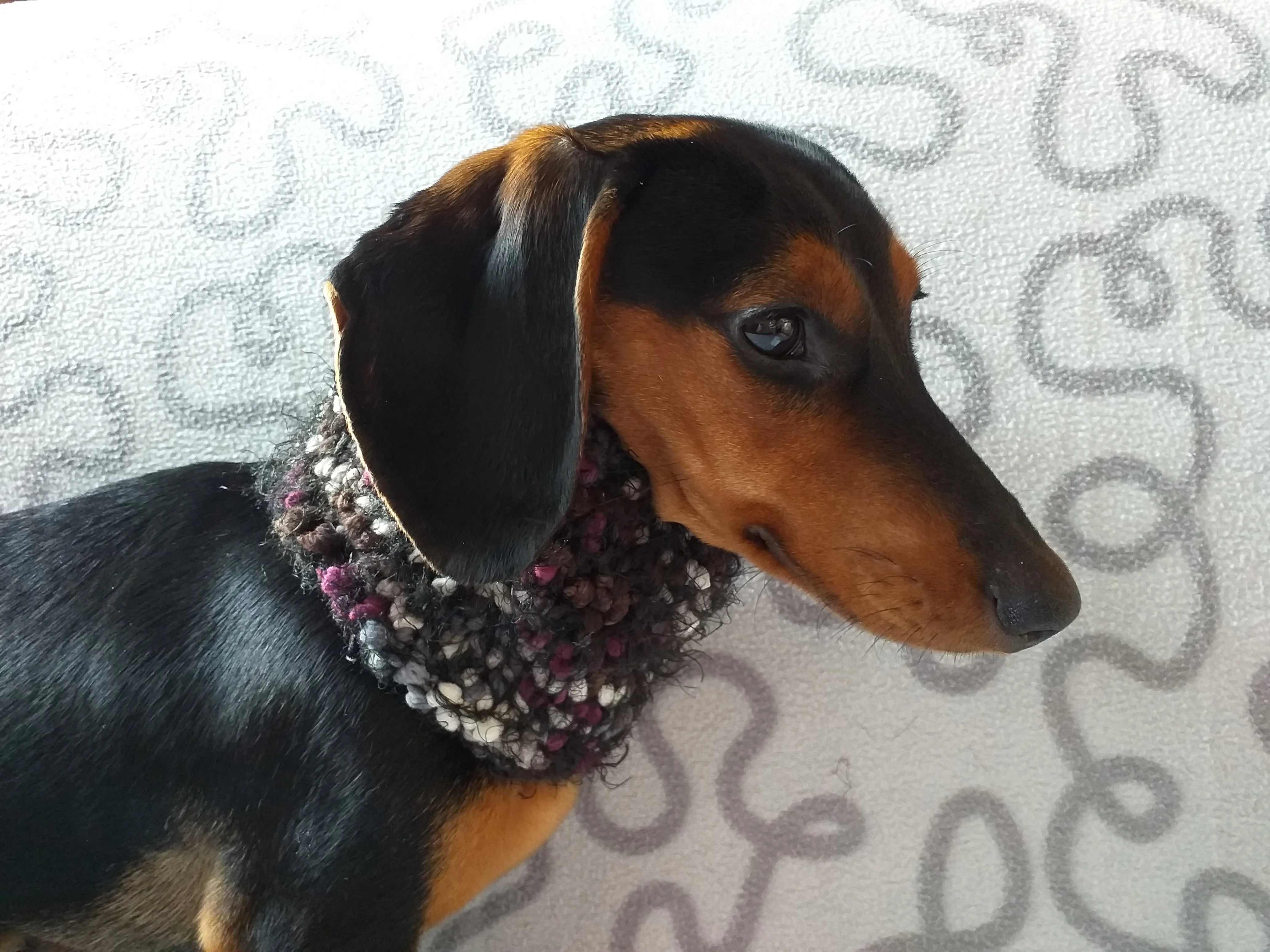 Pompom scarf snood for dachshund, scarf snood for small dogs, snood for dachshund, scarf for dachshund